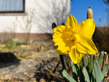 First yelow flowers of spring in the gardenの写真素材