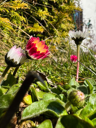 First flowers of spring in the gardenの写真素材