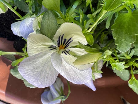 Close-up photo of a violet flowerの写真素材