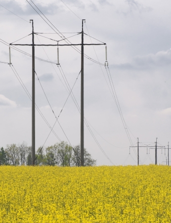 Power line on a yellow fieldの写真素材