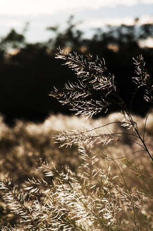 Field grass in a sunny field on a background of forestの写真素材