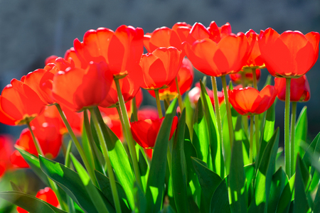 Red tulips in the sun, spring, side viewの写真素材
