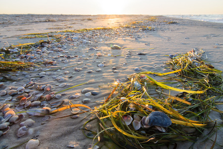 Morning beach after a tide with lying seaweed and seashells
