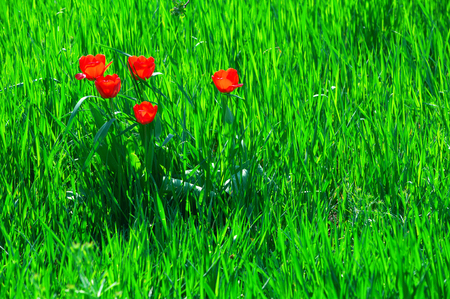 Five red tulips in green grass illuminated by the sunの写真素材