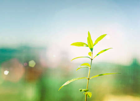  little sprig on a window at the beginning of springの写真素材