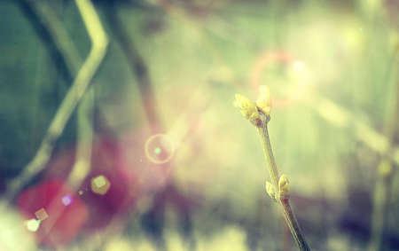 little spring sprigs with the effect of bokeの写真素材
