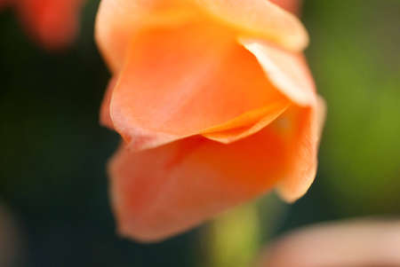 orange flower in the gardenの写真素材