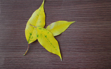 the yellow sheet on the table with a dark wood texture