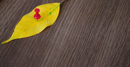the yellow sheet on the table with a dark wood textureの写真素材
