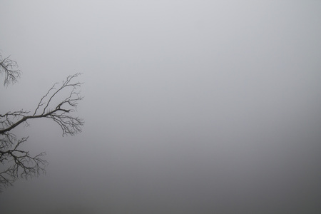 Branches in the mistの写真素材