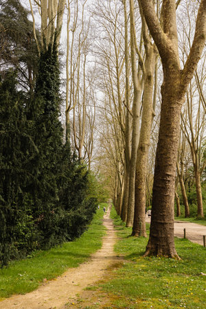 Walking paths, roads, in the park forest.の写真素材