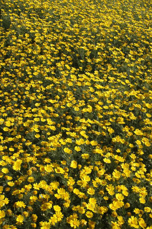 a field with many marguerites in spring seasonの写真素材