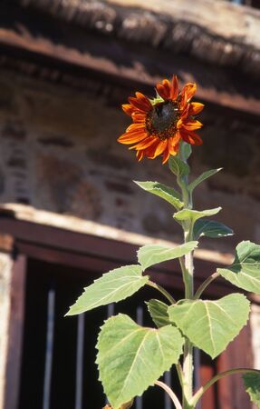 a flower in front of a traditional houseの写真素材