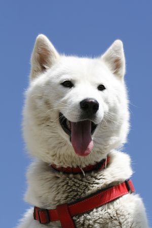 a beautiful potrait from a lady dogの写真素材