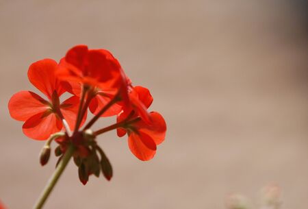 a red flower in simple backgroundの写真素材