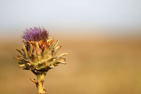 a simple green vegetable in a blur backgroundの写真素材