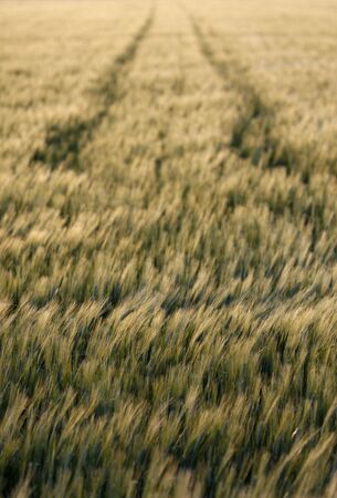 a  landscape wheat field at spring timeの写真素材