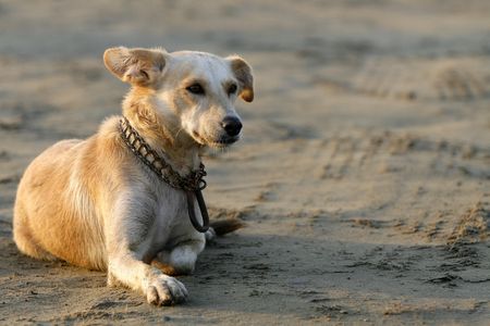 the dog looked like a stray in a beachの写真素材