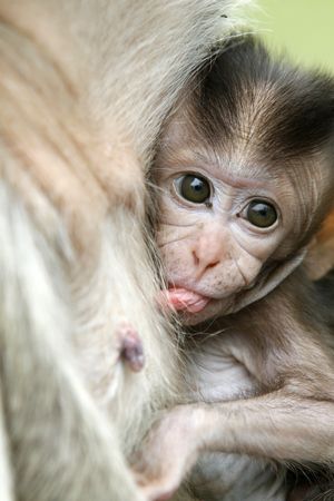  monkey in a histirorical park at Asia