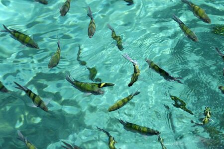 a frame with many fish in green water