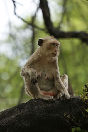 a monkey in a jungle at north Thailandの写真素材