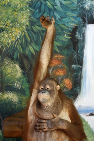 a clever monkey in a show at a zooの写真素材