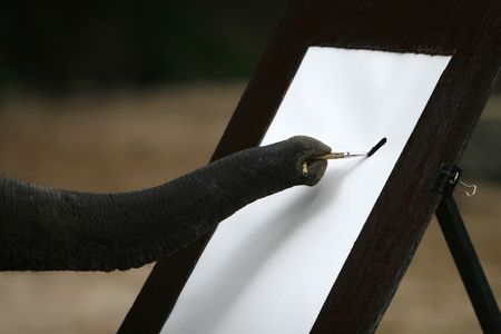 a close up frame with elephant proboscisの写真素材