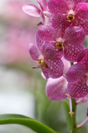 a pink orchidr in a simple  backgroundの写真素材