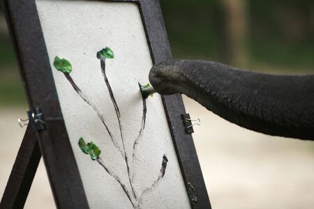 a close up frame with elephant proboscisの写真素材