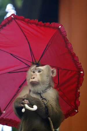 a smart monkey in a show at a zooの写真素材