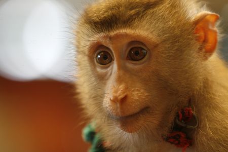 a smart monkey in a show at a zoo