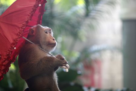a smart monkey in a show at a zooの写真素材