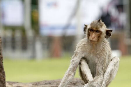 monkey in a histirorical park at Asiaの写真素材