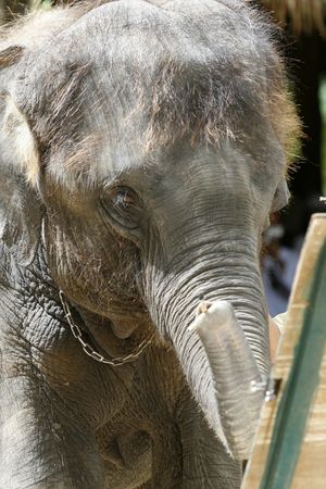 a close up frame with elephant headの写真素材