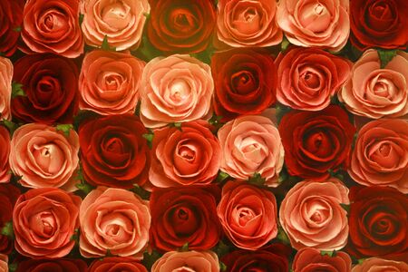  roses flower in a simple  backgroundの写真素材