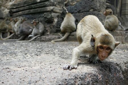 a clever ape in a park at Asiaの写真素材