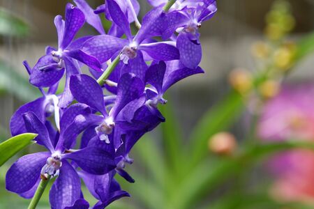 an orchid flower with a simple  backgroundの写真素材