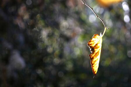 a simple background with a yellow leafの写真素材