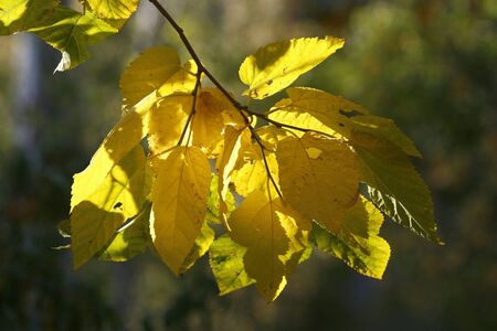 a simple background with a yellow- green leavesの写真素材