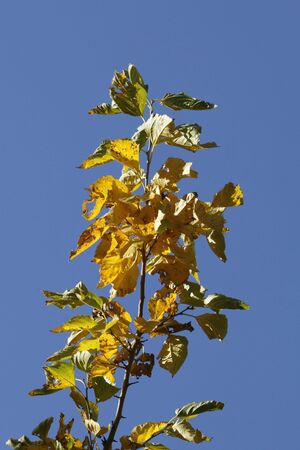 a simple background with a yellow - green leavesの写真素材