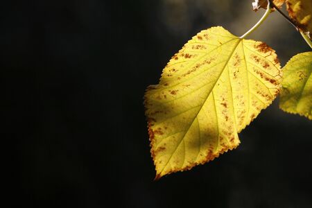 a simple background with a yellow leafの写真素材