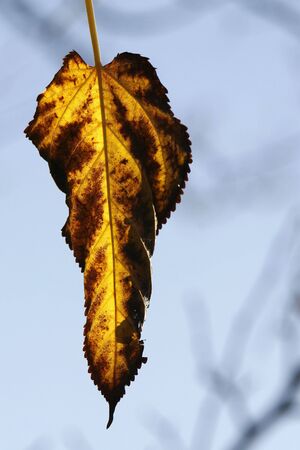 a simple background with a yellow leafの写真素材