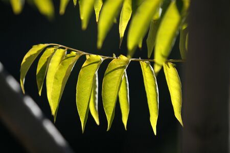 a simple background with a yellow- green leaves in a rowの写真素材