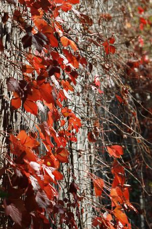 a simple background with a red leavesの写真素材
