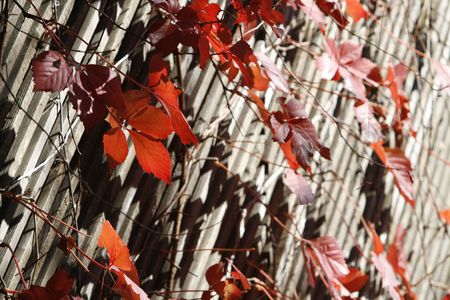 a simple background with a red leavesの写真素材