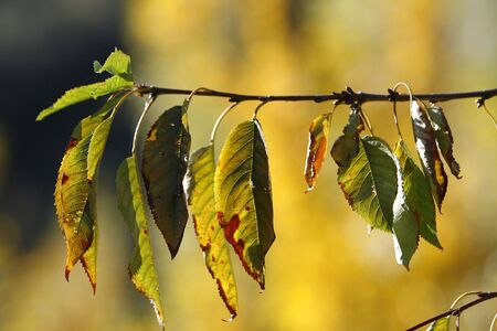 a simple background with a yellow- green leavesの写真素材