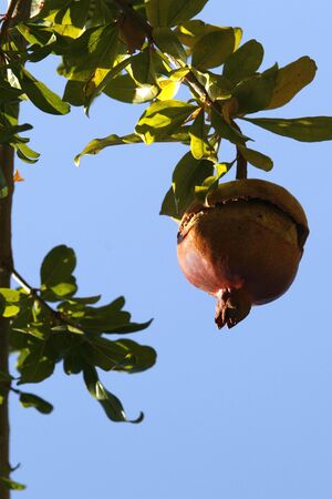 a simple frame with a pomegranate fruitの写真素材