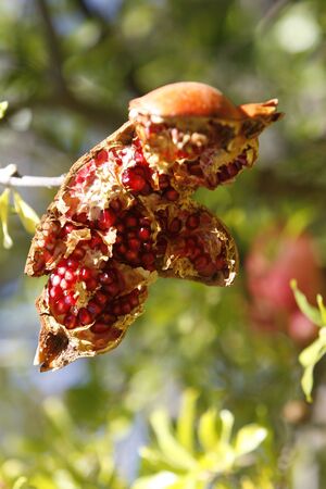 a simple frame with a pomegranate fruitの写真素材