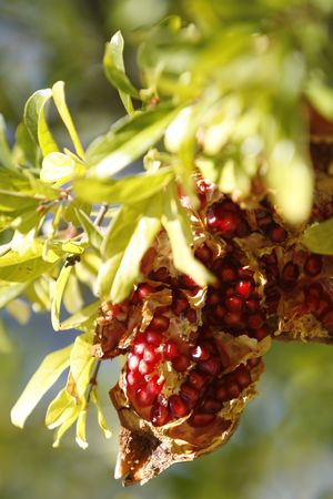 a simple frame with a pomegranate fruitの写真素材