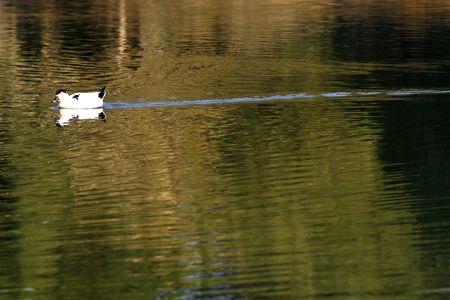 alone duck  swimming on the lakeの写真素材